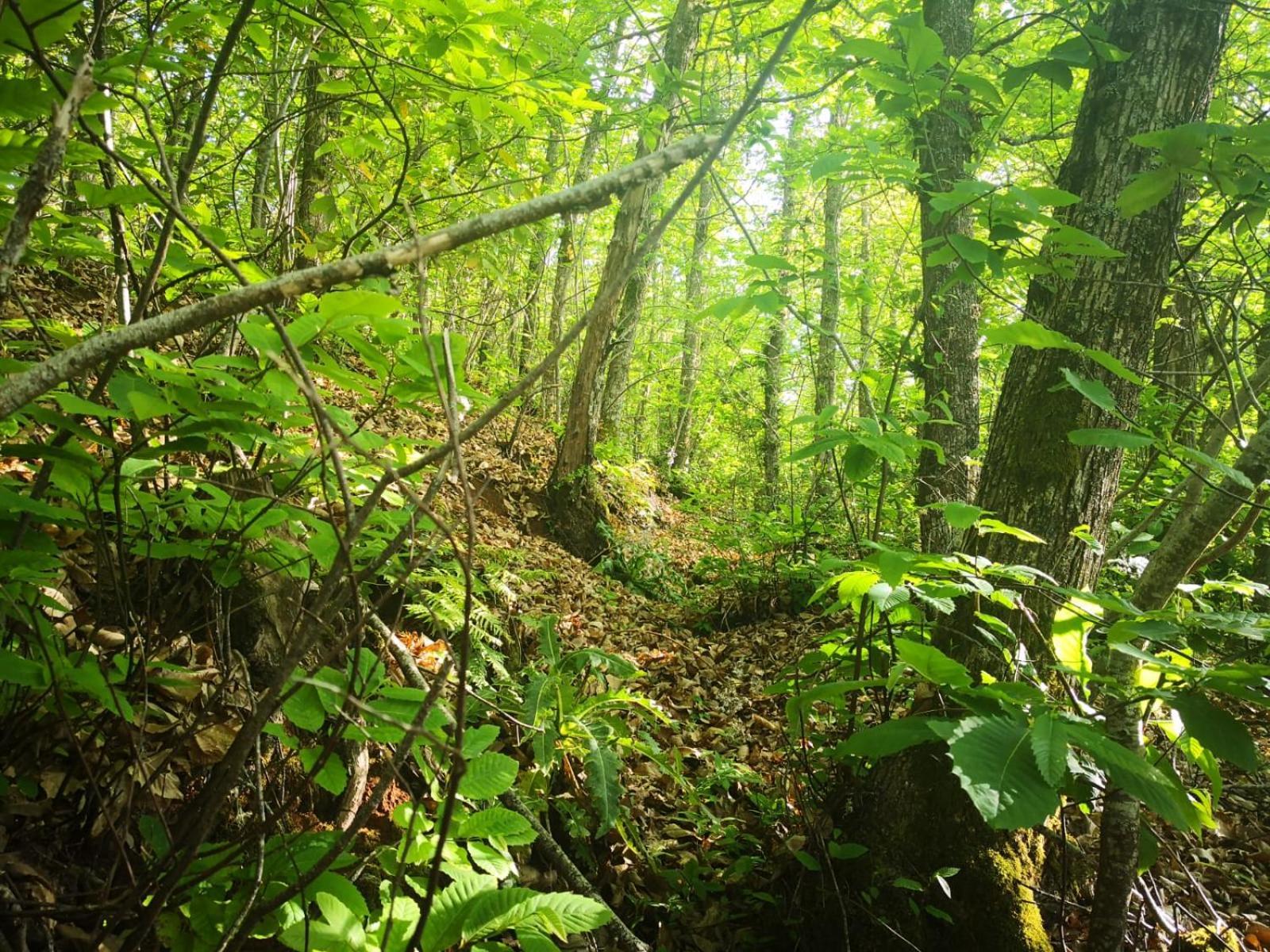 Finca Naturacanaria Moya  Dış mekan fotoğraf