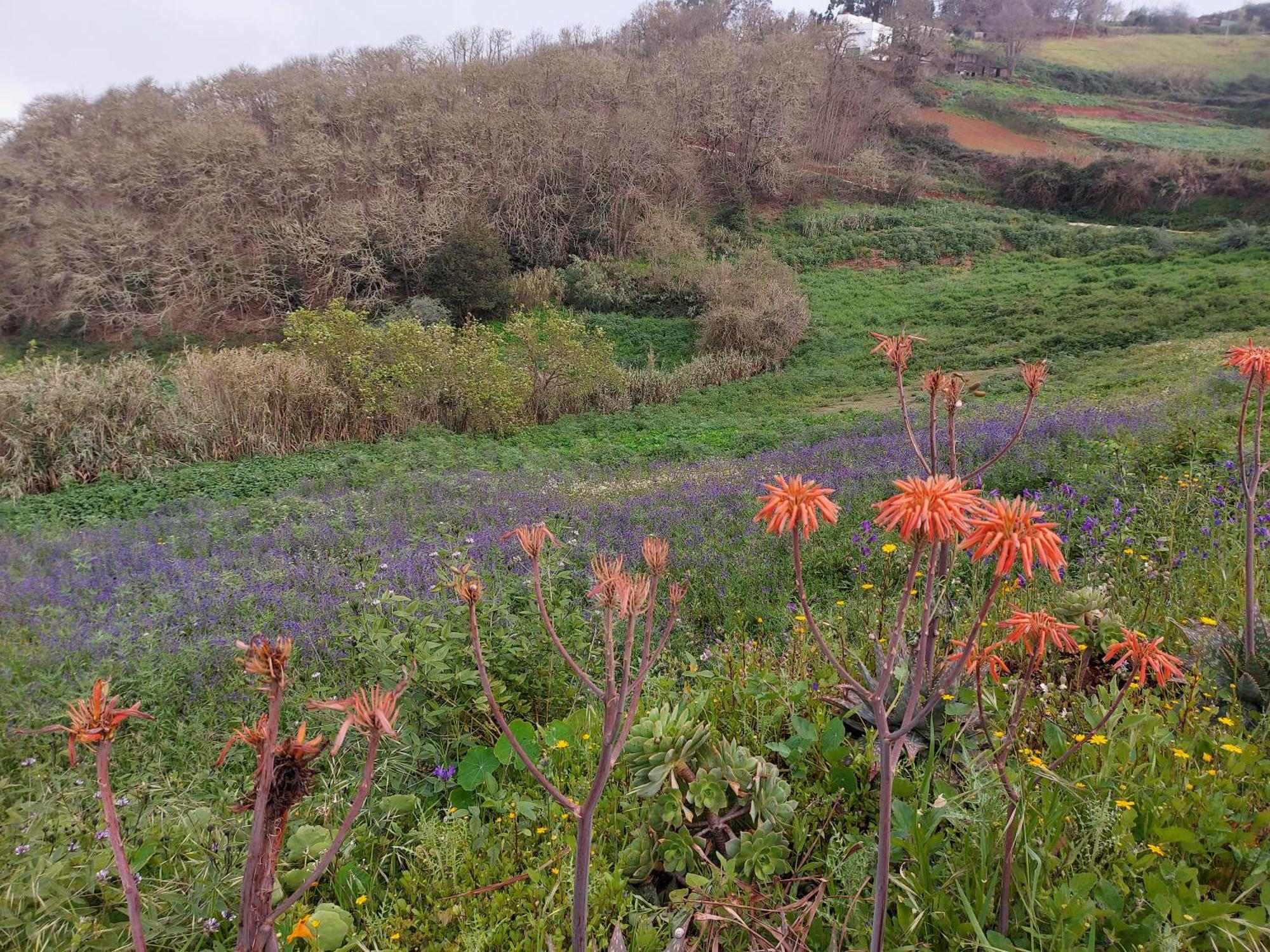 Finca Naturacanaria Moya  Dış mekan fotoğraf