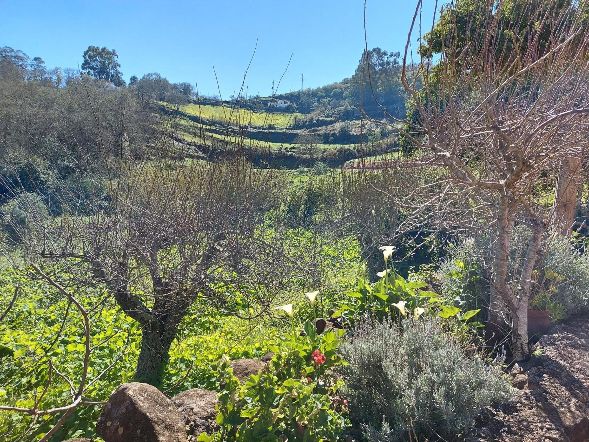 Finca Naturacanaria Moya  Dış mekan fotoğraf
